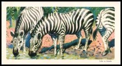 30 Zebra